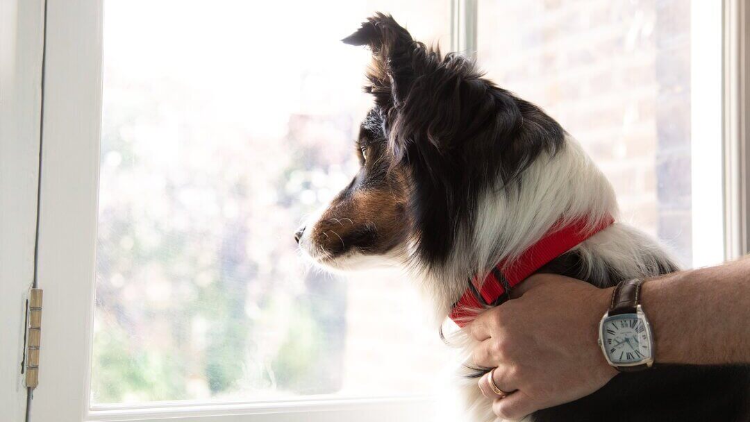 Dog hair loss from deals collar